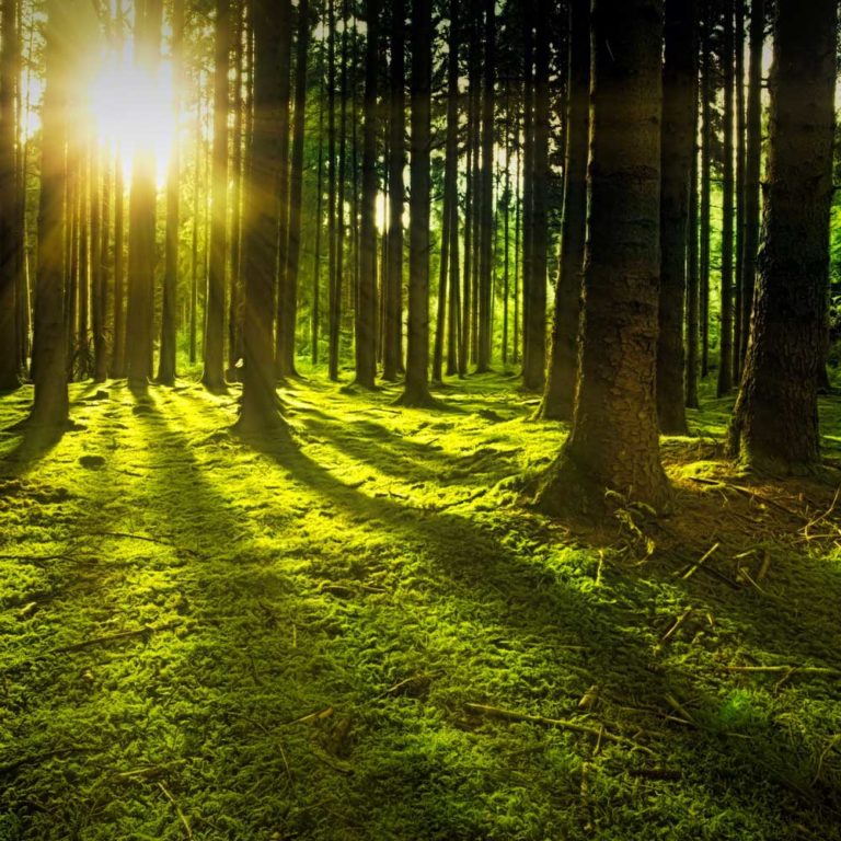 Sunset-Rain-Forest